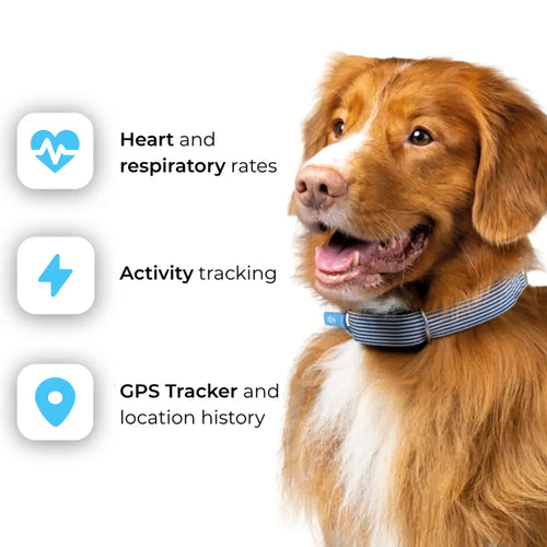 Invoxia Minitailz Biotracker GPS Tag for Dogs