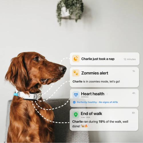 Invoxia Minitailz Biotracker GPS Tag for Dogs