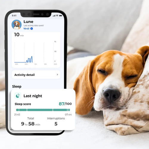 Invoxia Minitailz Biotracker GPS Tag for Dogs