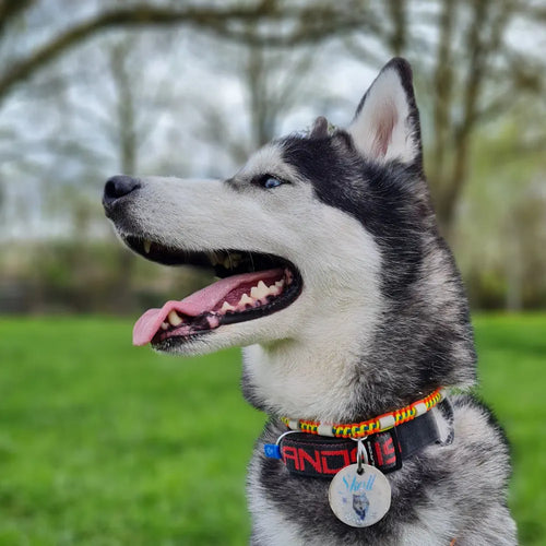 Invoxia Minitailz Biotracker GPS Tag for Dogs