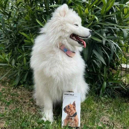 Invoxia Minitailz Biotracker GPS Tag for Dogs