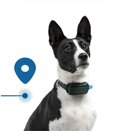 Invoxia Minitailz Biotracker GPS Tag for Dogs