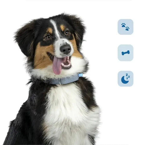Invoxia Minitailz Biotracker GPS Tag for Dogs