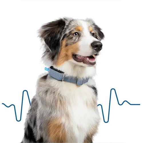 Invoxia Minitailz Biotracker GPS Tag for Dogs