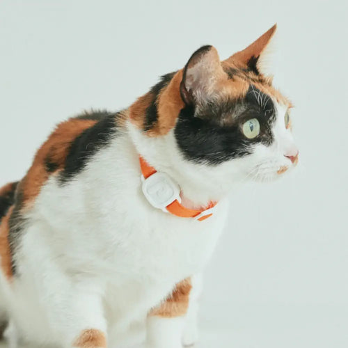 LavvieTAG Smart Cat Health Tracker