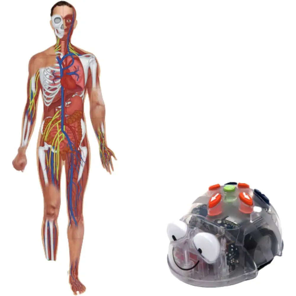 TTS Blue-Bot Programmable Robot with Human Body Activity Mat Bundle - Rechargeable STEM Coding Floor Robot Toy for Kids - Interactive See &amp; Say Educational Robotics Learning Kit | Age 3+