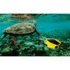 Chasing Dory Underwater Drone Flash Pack