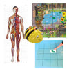 TTS Bee-Bot Programmable Robot with Human Body Mat, Wildlife Garden Mat, Transparent Grid Mat(No Pockets) Bundle - STEM Learning Coding Robot Toy for Kids Age 3+ Years