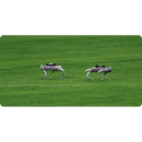 Unitree Go2 PRO Robotic Dog